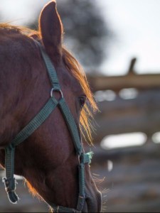 photo-24889599-back-to-the-barn-7