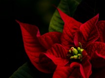 A red poinsettia in the Christmas season